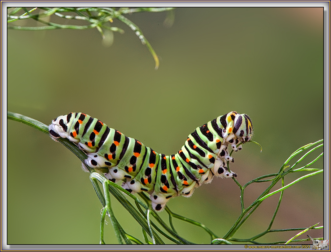 Chenille de Machaon